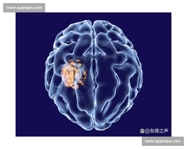 海马体：神奇的大脑结构及其功能调控