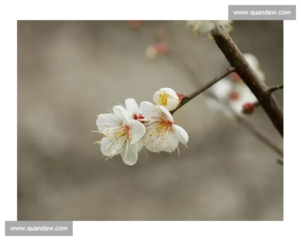 小寒时节万物潜藏寒气渐浓品味冬日诗意感受岁月温情